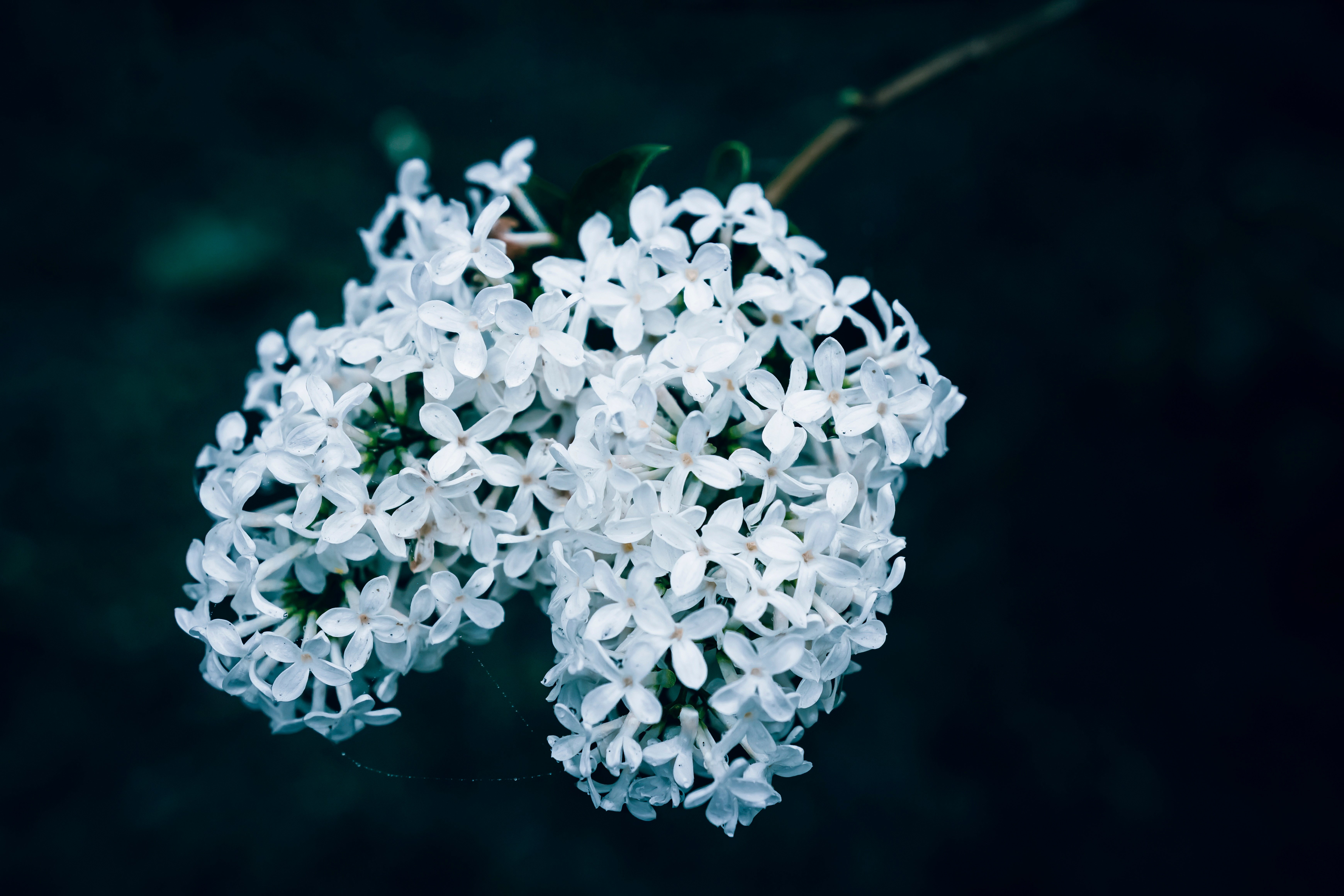 Pretty white lilacs with a dark background.