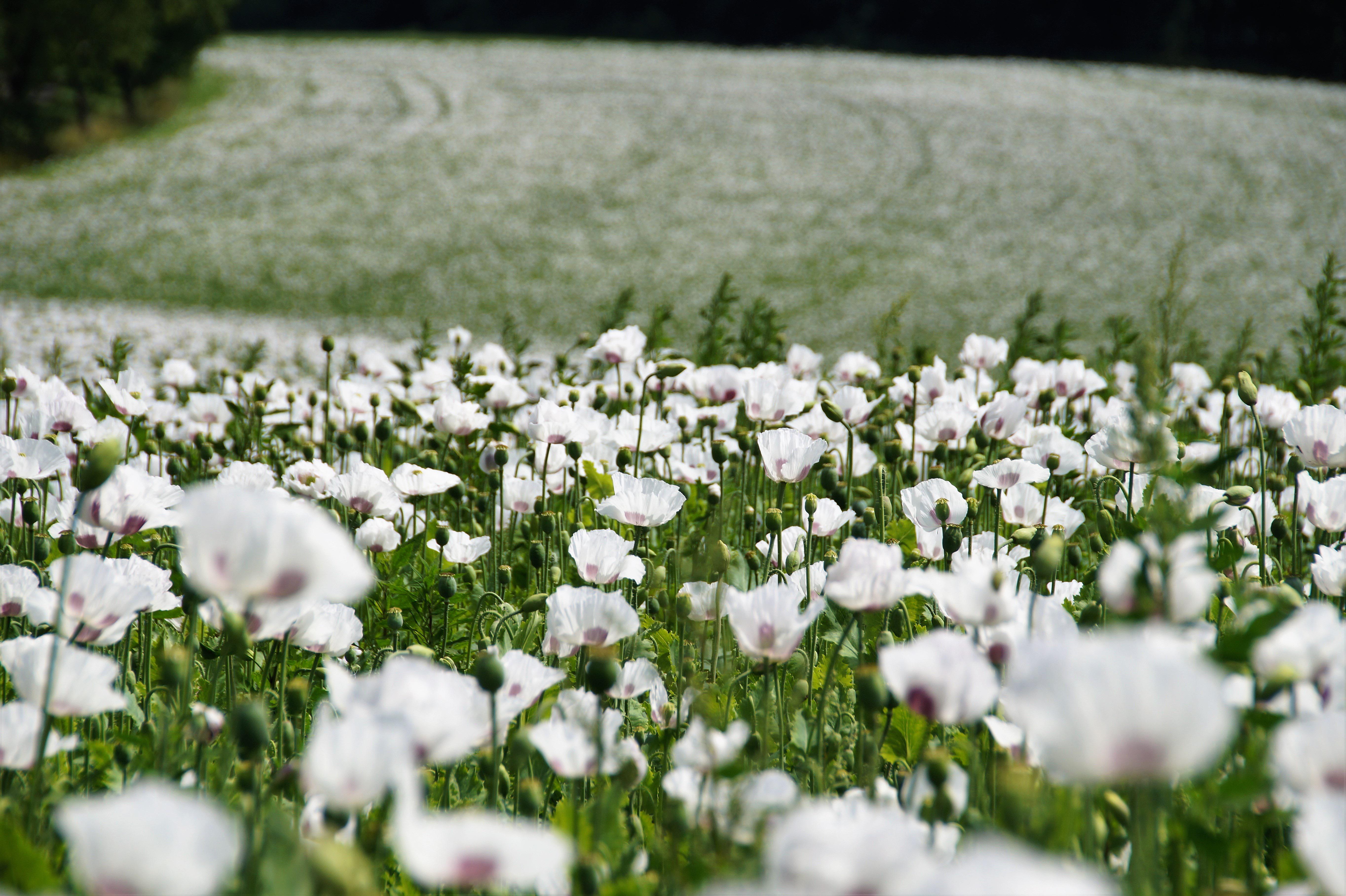 A field of pretty white flowers.
