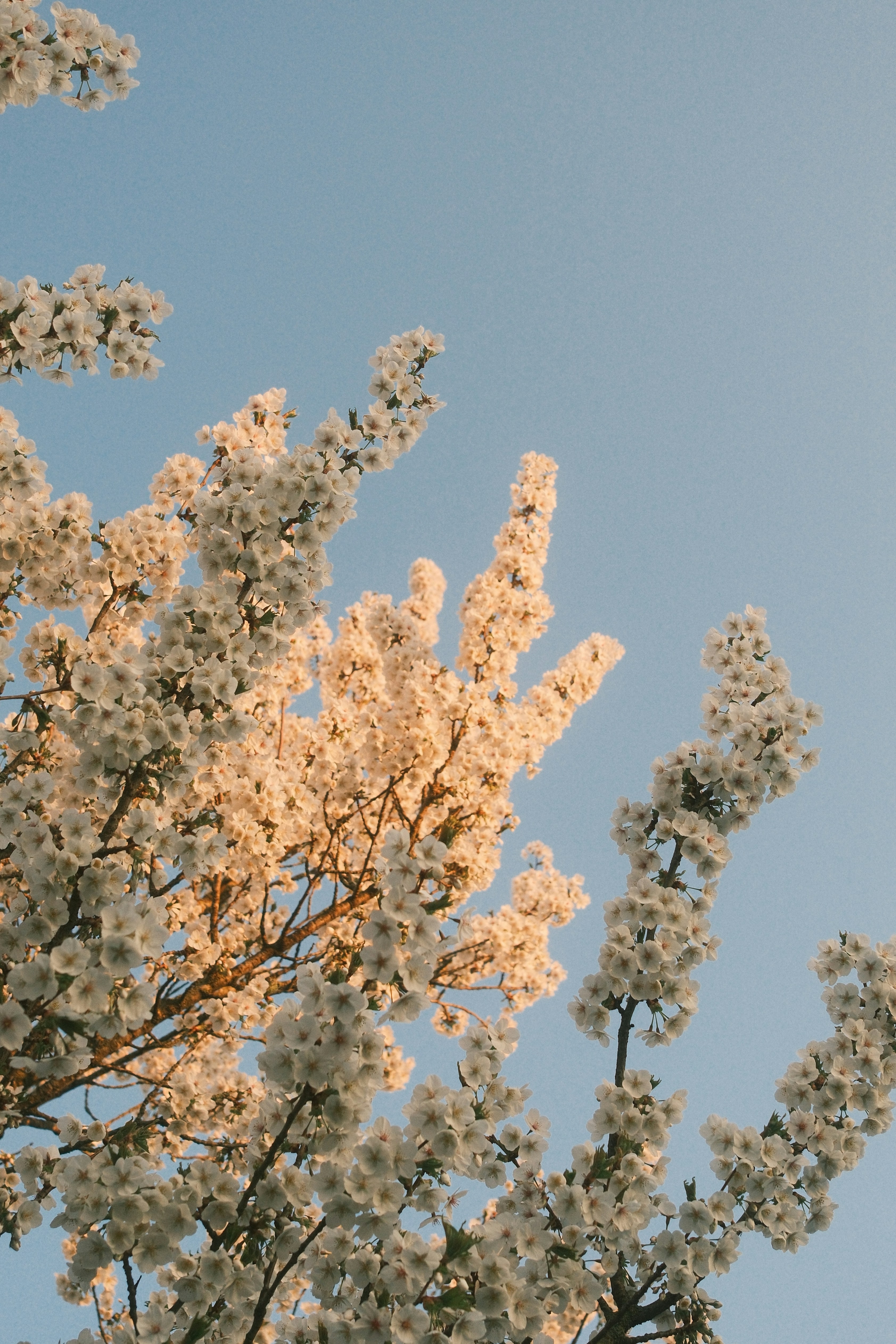 Blossoms.